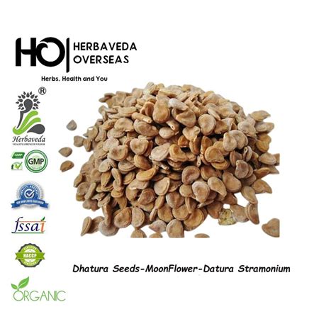 Datura Seed - Black Datura Seeds Latest Price, Manufacturers & Suppliers