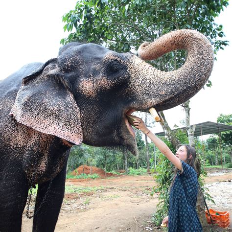 The Persian Paradise | Udumbanshola