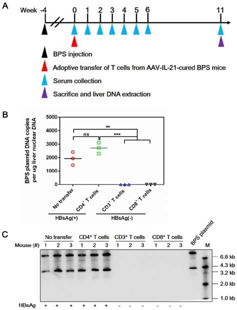 Adoptive Transfer Of CD3 And CD8 T Cells From AAV IL 21 Cured BPS