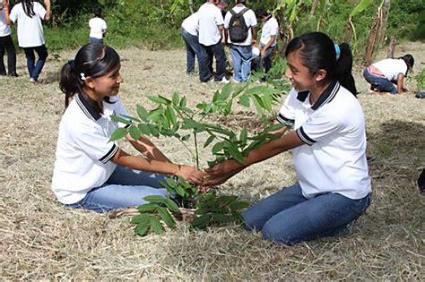 M S De Mil Rboles Ser N Sembrados Esta Semana En Nicaragua La