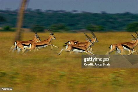 Gazelle Running Photos and Premium High Res Pictures - Getty Images