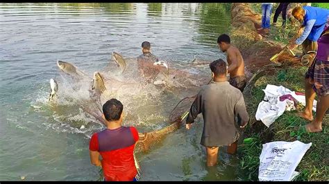 জাল দিয়ে বড় বড় কাতলা মাছ ধরা L L Big Catla Fishing By Nets Huge Of