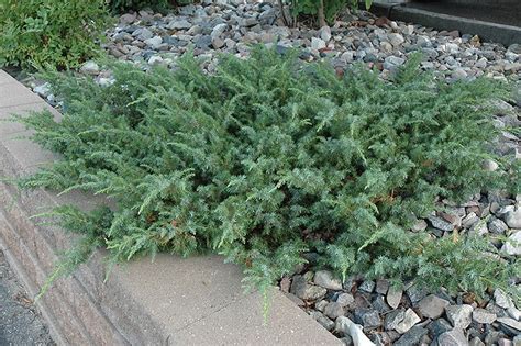 Blueberry Delight Juniper (Juniperus communis 'AmiDak') at Wasco ...