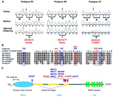 Nucleotide Sequence Amino Acid Positions And Conservation Of The