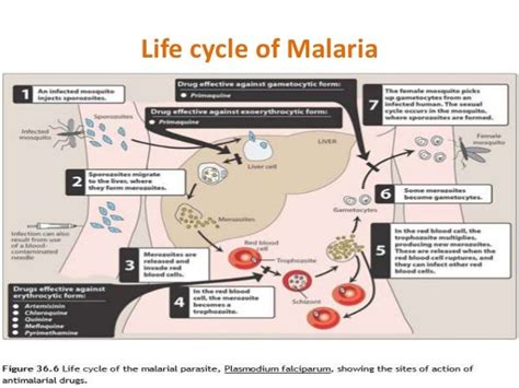 Antimalarial drugs