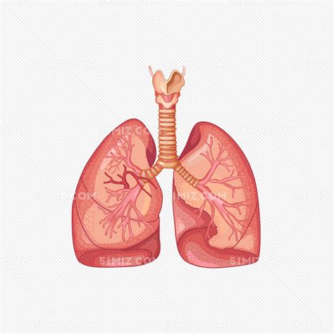 肺部器官图图片素材免费下载 觅知网