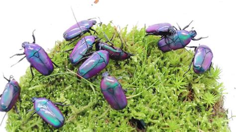 Chlorocala Africana Oertzeni Coleoptera XXL