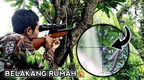 Berburu Ruak Ruak Tekukur Spot Belakang Rumah Dan Sawah YouTube