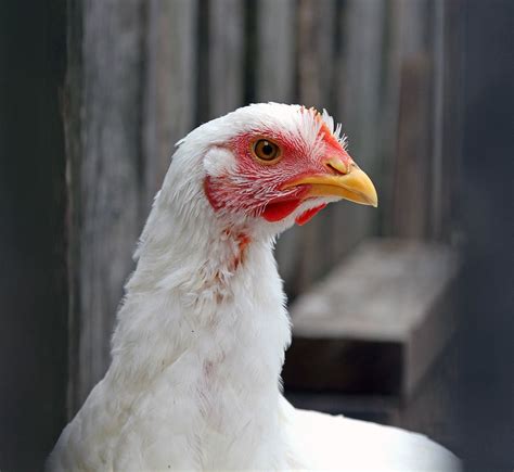 Cornish Cross Broilers Best Egg Laying Chickens Egg Laying Chickens