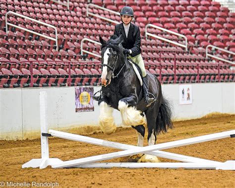 The Clydesdale Horse - Young Rider Magazine