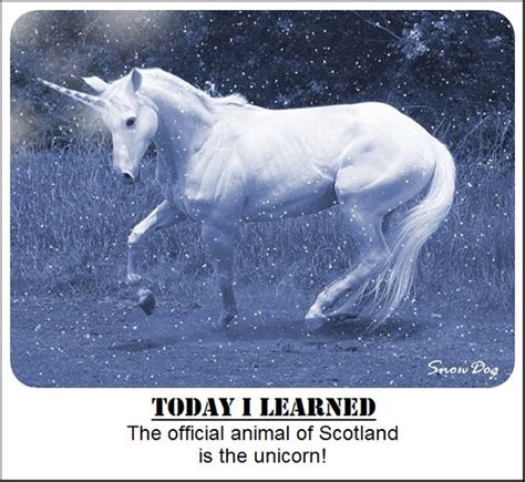 The Unicorn Unicorns And Scotlands National Animal On Pinterest