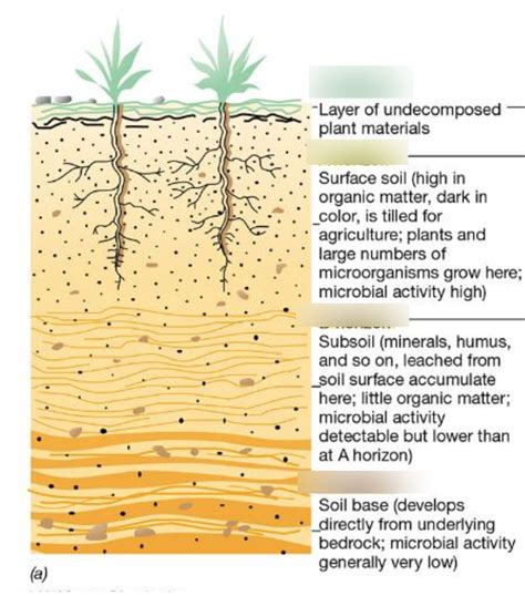 Soil Diagram | Quizlet