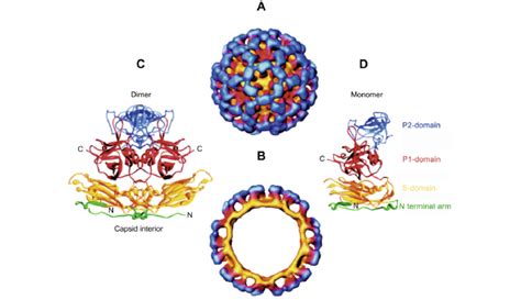 Norovirus Structure Diagram