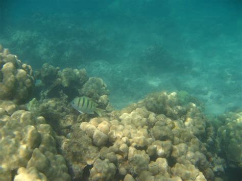 Anaehoomalu-Beach-Snorkeling-Kohala-Coast-Kona-Big-Island-Hawaii-078