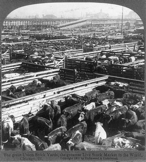 The Union Stock Yards Chicago In Operation From 1865 To 1971 Peaking