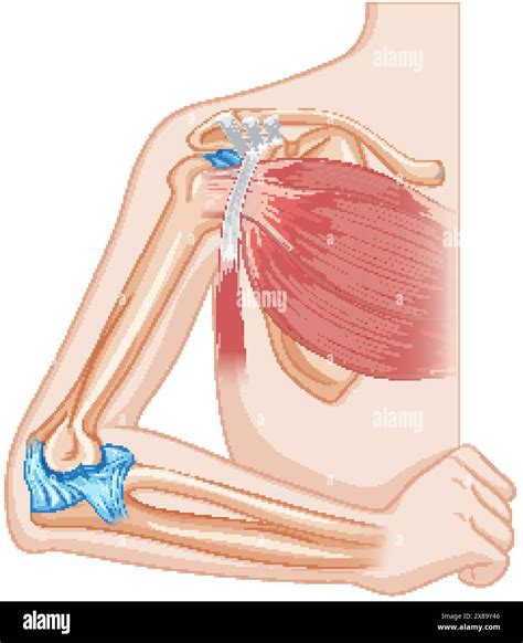 Detailed Vector Of Elbow Bone And Muscles Stock Vector Image Art Alamy