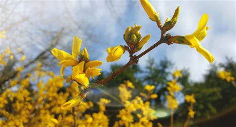 14 Brilliant Yellow Forsythia Varieties | Horticulture.co.uk