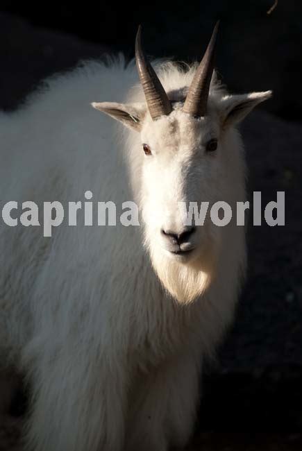 Capra Genus Of The Goats Ralfs Wildlife And Wild Places