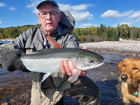 On The North Shore Rainbow Trout Stocking Goes Wild Northern Wilds Magazine