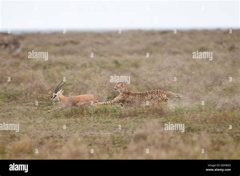 Cheetah chasing a gazelle hi-res stock photography and images - Alamy