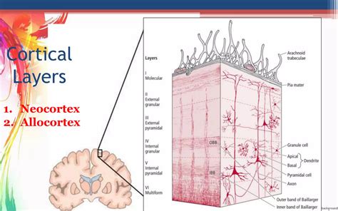 cortical surface anatomy pptx