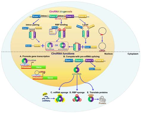 Cancers Free Full Text Circular Rnas Characteristics Function And