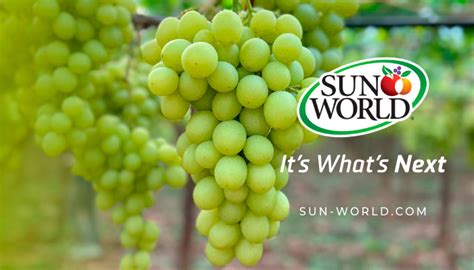 sun world sets  pace  industry innovation