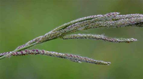 Vasey Grass Invasive Exotic Plants Of North Carolina · Inaturalist