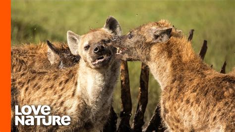 Why Do Female Hyenas Lead the Clan? | Love Nature - YouTube