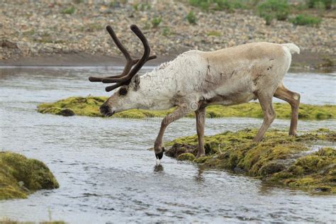 Male Reindeer Natural Habitat Stock Images - Download 479 Royalty Free Photos