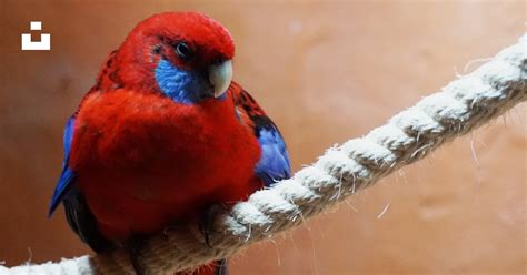 Red and blue bird perching on white rope photo – Free Animal Image on ...