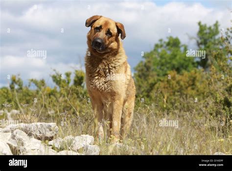 Dog Anatolian Shepherd Dog Kangal Turkish Karabash Adult Standing