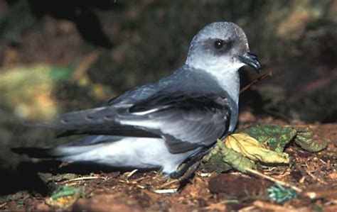 Petrel | Seabird, Migration, Adaptations | Britannica