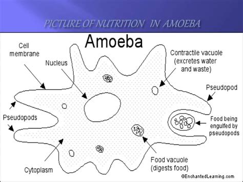 Nutrition In Amoeba Ppt