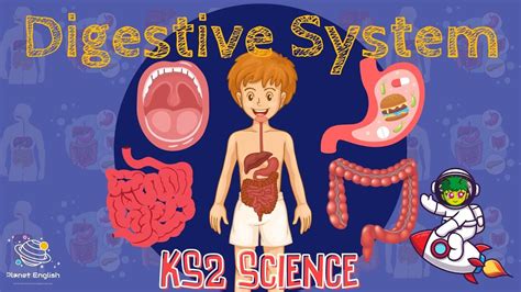 The Digestive System Ks Science Stem And Beyond Youtube