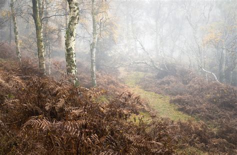 Woodlands — NIGEL DANSON