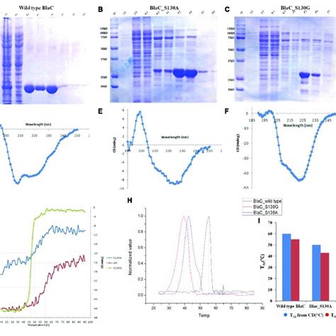 Production And Biophysical Characterization Of Wild Type And Variant