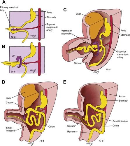 Development Of The Midgut Hindgut Flashcards Quizlet