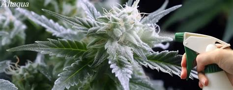 Detailed Treatment for Powdery Mildew on Cannabis