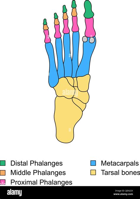 Anatomie Der Fu Knochen Mit Beschreibungen P Dagogisches Diagramm Des