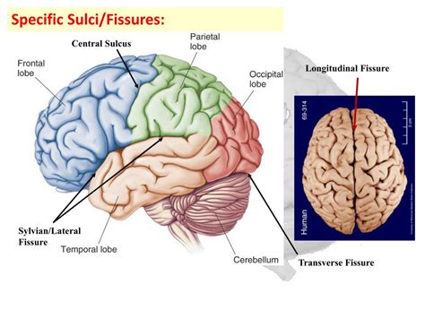 PPT - Brain Topography PowerPoint Presentation, free download - ID:3065672