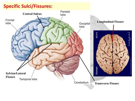 What Is A Longitudinal Fissure