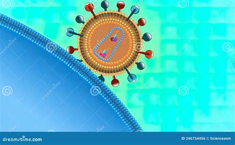 The Human Immunodeficiency Virus Hiv Replication Cycle Stock