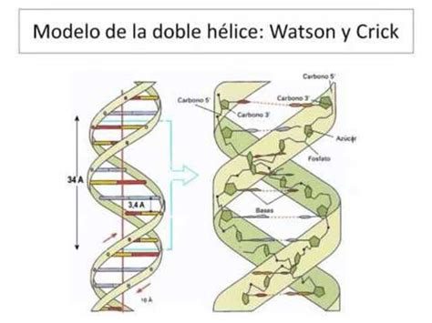 Biologia Molecular Timeline Timetoast Timelines