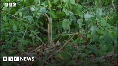 Japanese Knotweed Must Be Controlled And Managed Bbc News