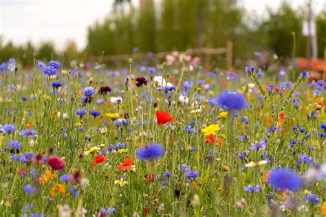 Top 10 Des Champs De Fleurs Les Plus Spectaculaires Du Monde Civitatis