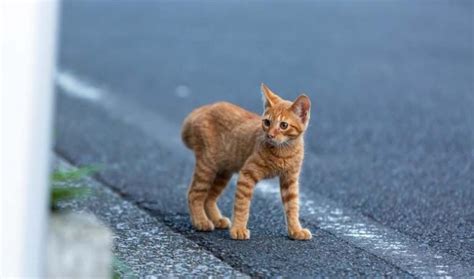 Orange Tabby Cat Breeds Surprising Fun Facts About Orange Cats