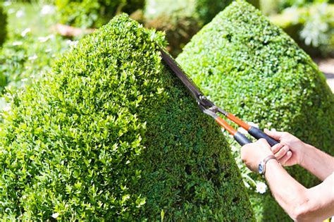 The Art Of Pollarding A Guide To Pruning Trees Encoredays