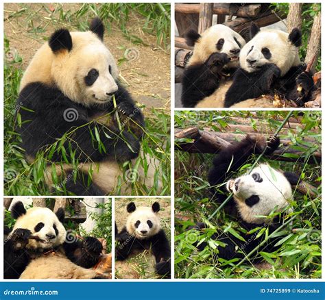 Collage De Comer Las Pandas Gigantes De Bambú Imagen de archivo