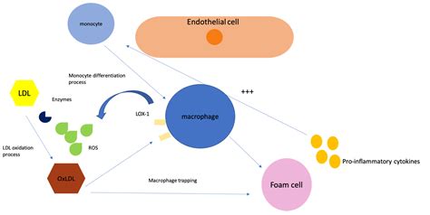 Ijms Free Full Text Exploring The Association Between Low Density